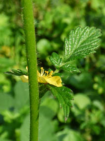 Agrimonia eupatoria